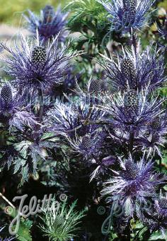 ERYNGIUM alpinum  'Blue Star®' Portion(en)