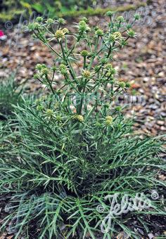 ERYNGIUM venustum   Portion(en)