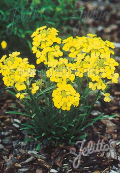 ERYSIMUM helveticum   Portion(s)