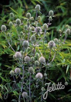 ERYNGIUM planum  'Silver Salentino' Portion(en)