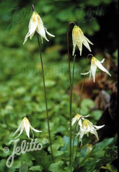 ERYTHRONIUM oregonum   Portion(en)