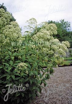 EUPATORIUM purpureum var. angustifolium f. albidum  'Ivory Towers' Portion(en)