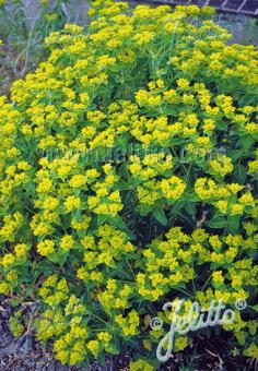 EUPHORBIA corallioides   Portion(en)