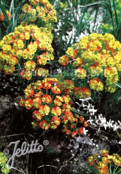 EUPHORBIA cyparissias   Portion(en)