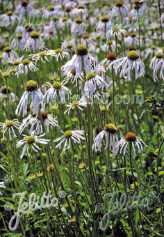 ECHINACEA pallida  'Hula Dancer' Korn