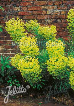 EUPHORBIA characias ssp. wulfenii   Korn