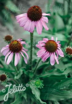 ECHINACEA angustifolia   Portion(s)