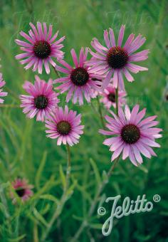 ECHINACEA tennesseensis  'Rocky Top' Portion(s)