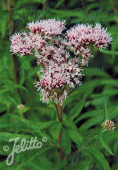 EUPATORIUM cannabinum   Portion(s)