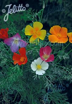 ESCHSCHOLZIA californica  gemischte Farben Portion(en)