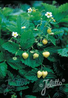 FRAGARIA vesca var. semperflorens  'Alpine Yellow' Portion(s)