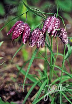 FRITILLARIA meleagris   Gram