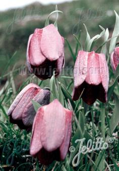 FRITILLARIA tubiformis   Portion(en)