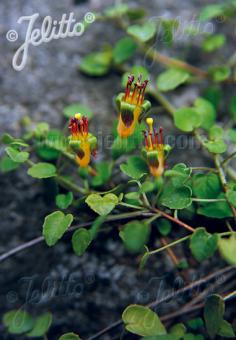 FUCHSIA procumbens   Portion(en)