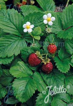 FRAGARIA vesca var. semperflorens  'Improved Rügen' Portion(s)