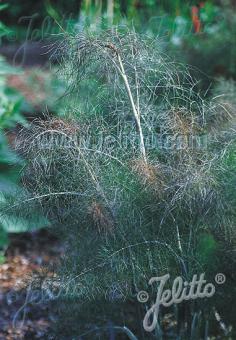 FOENICULUM vulgare  'Purpureum' Portion(en)