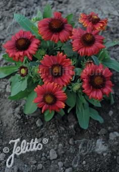 GAILLARDIA aristata Mesa F1-Series 'Mesa Red' Portion(s)