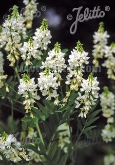 GALEGA officinalis  'Alba' Gram