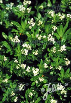 GALIUM odoratum   Portion(en)