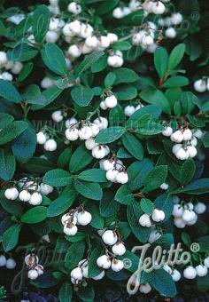 GAULTHERIA miqueliana   Portion(s)