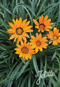 GAZANIA krebsiana  'Tanager®' Portion(en)