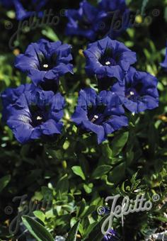 GENTIANA angustifolia   Portion(en)