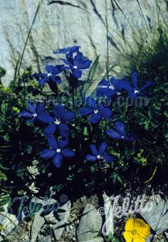 GENTIANA bavarica   Portion(s)