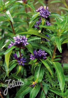 GENTIANA cruciata   Portion(en)