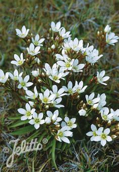 GENTIANA divisa   Portion(s)