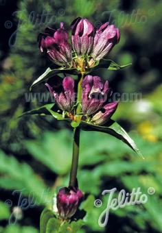 GENTIANA pannonica   Portion(s)