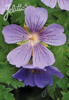 GERANIUM ibericum   Portion(en)