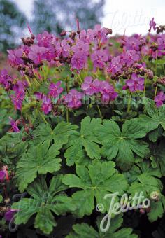 GERANIUM macrorrhizum  wild form Portion(s)