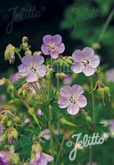 GERANIUM pratense  'Rose Queen' Portion(en)