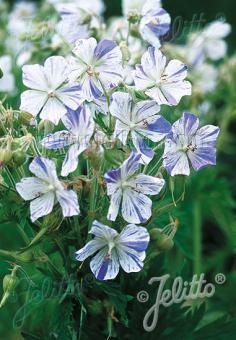 GERANIUM pratense  'Striatum' Portion(en)