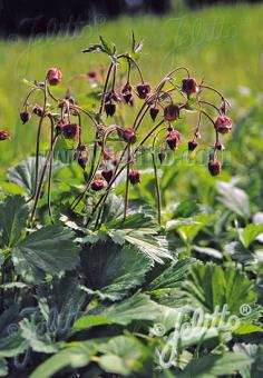 GEUM rivale   Gram