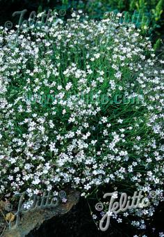 GYPSOPHILA repens   Portion(en)