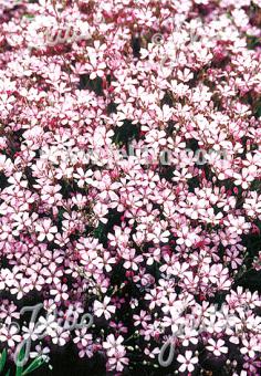 GYPSOPHILA repens  'Rosea' Portion(s)