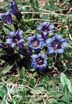 GENTIANA acaulis   Korn