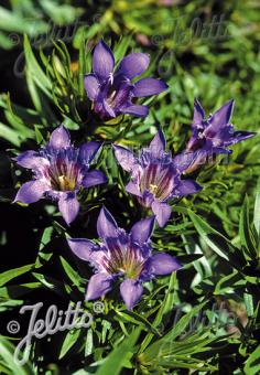 GENTIANA Paradoxa-Hybr.  'Blue Herald' Seeds