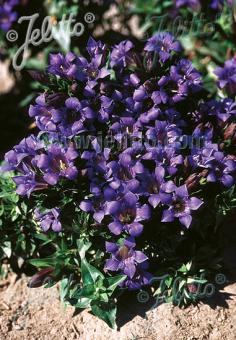 GENTIANA septemfida var. lagodechiana  'Select' Korn