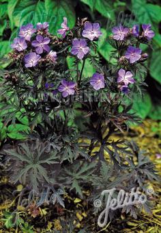 GERANIUM pratense  'Dark Reiter' Korn