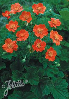 GEUM coccineum  Borisii-Strain Seeds