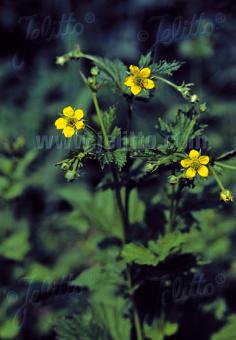 GEUM urbanum   Portion(s)