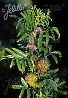 GLYCYRRHIZA echinata   Portion(s)