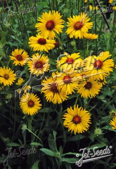 GAILLARDIA aristata  'Amber Wheels' Portion(s)