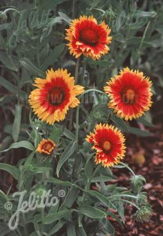 GAILLARDIA aristata  'Fackelschein' Portion(s)