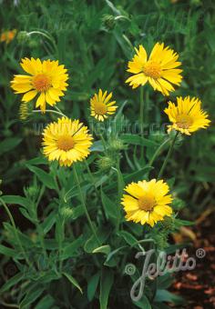 GAILLARDIA aristata  'Maxima Aurea' Portion(en)