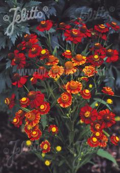 HELENIUM autumnale  'Helena Rote Töne' Portion(en)