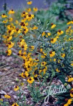 HELENIUM flexuosum   Portion(en)