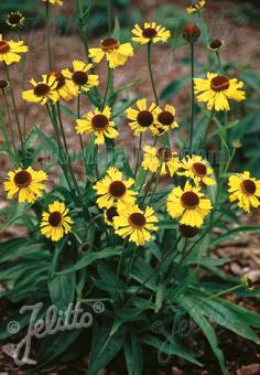 HELENIUM bigelovii  'Tip Top' Portion(en)